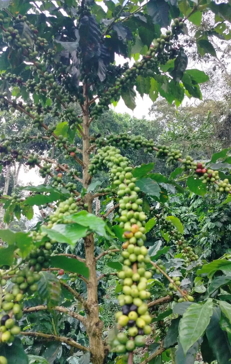 Cafeto con frutos verdes en la finca