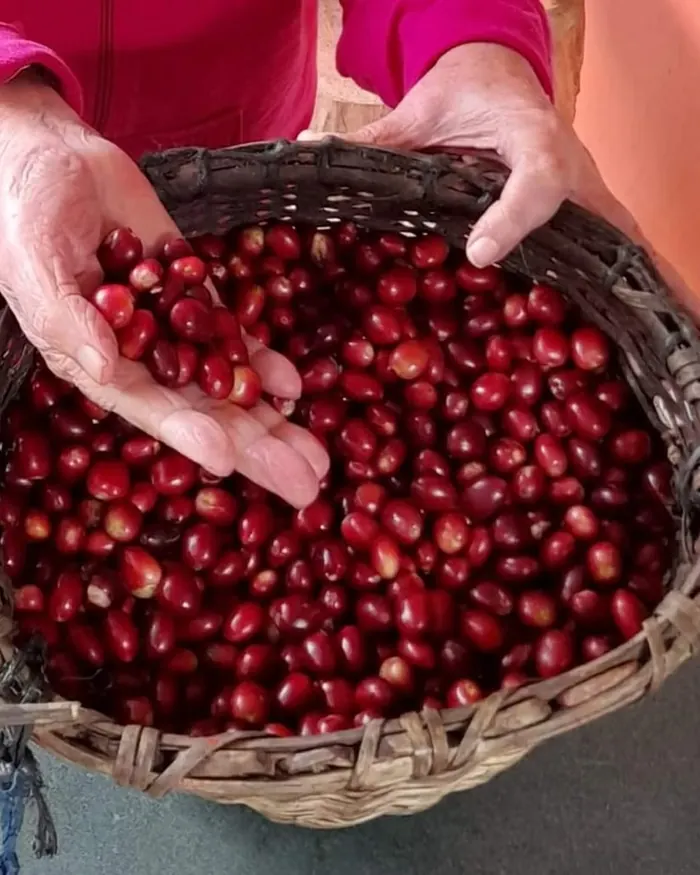 Manos sosteniendo cerezas de café maduras