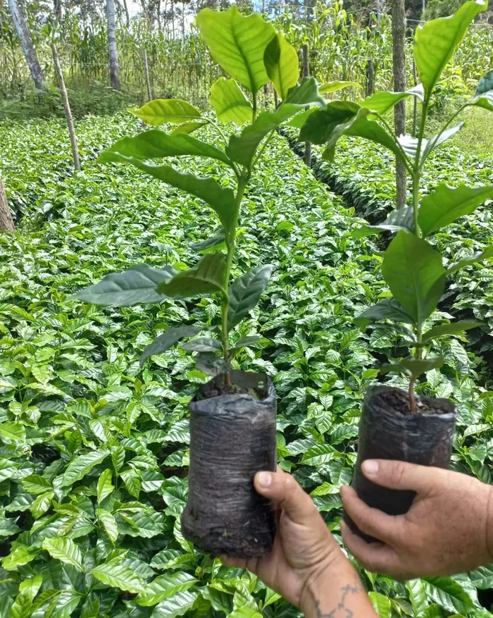 Plántulas de café en la plantación
