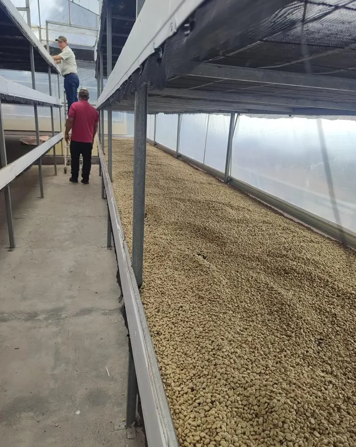 Secado de café en camas africanas bajo cubierta