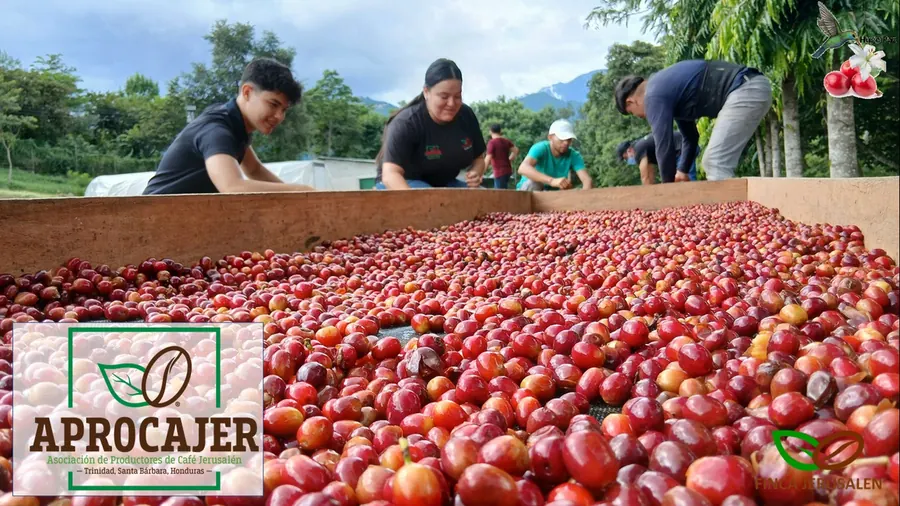 Secado de café en camas africanas bajo sol